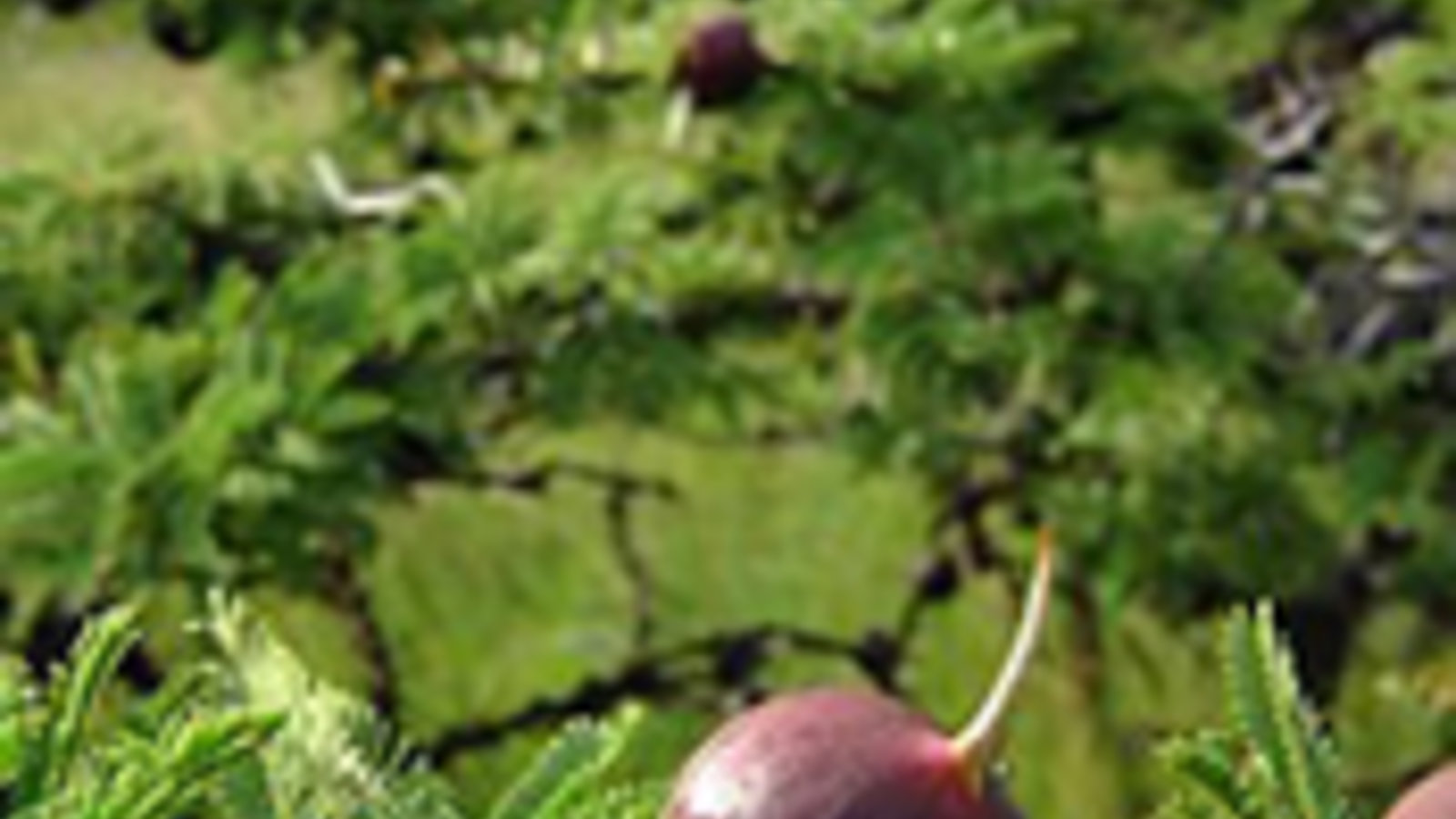acacia-wikipedia-authormartin_sharman.jpg