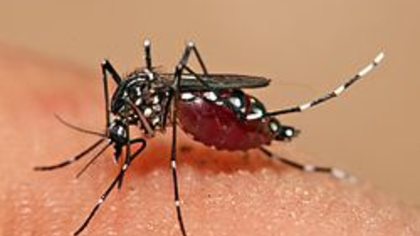 aedes_aegypti-moustique.jpg