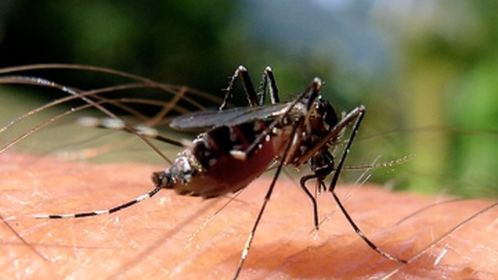 aedes_albopictus_credit_john_tann.jpg