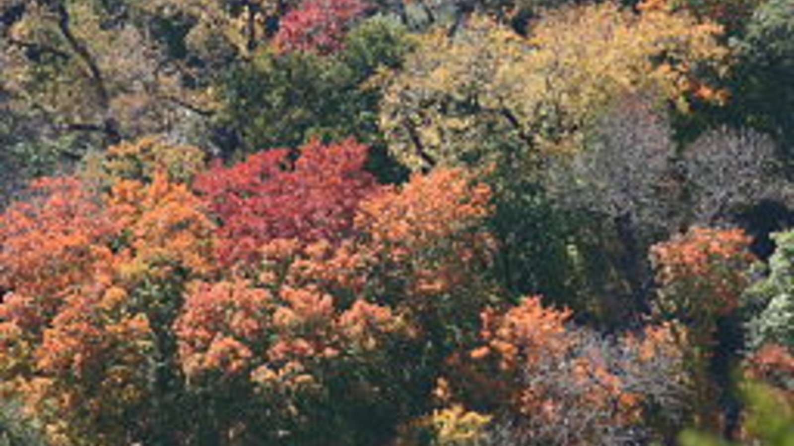 aerial_view_of_autumn_forest_colors-wing-chi_poon.jpg