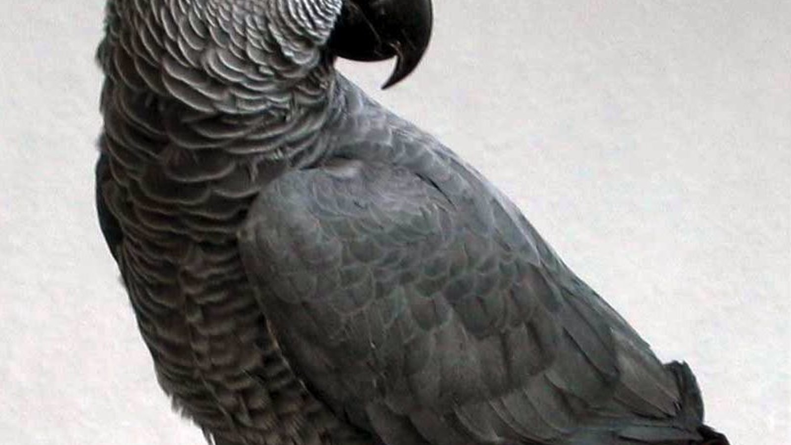 africangreyparrot.jpg