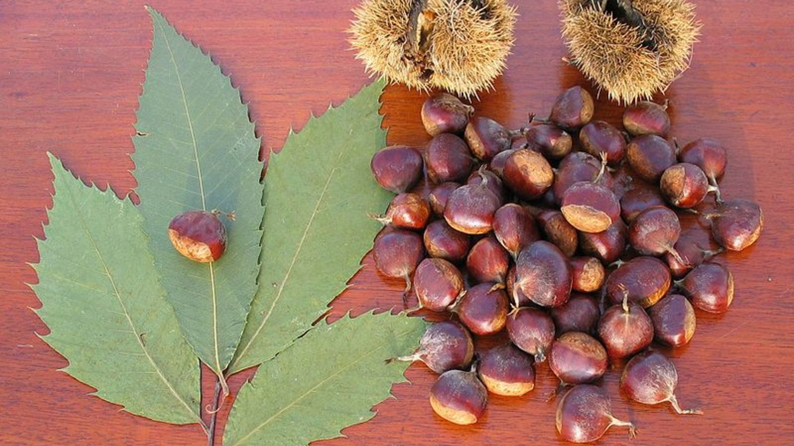 american_chestnut_peatcher_wc.jpg