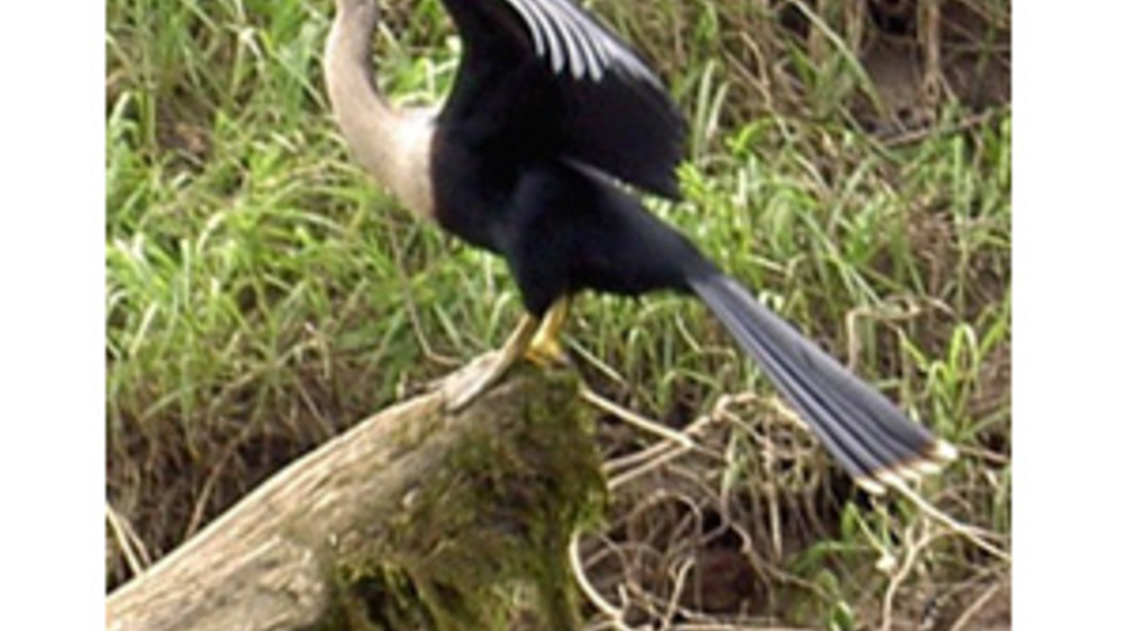 anhinga_b-costarica3.jpg