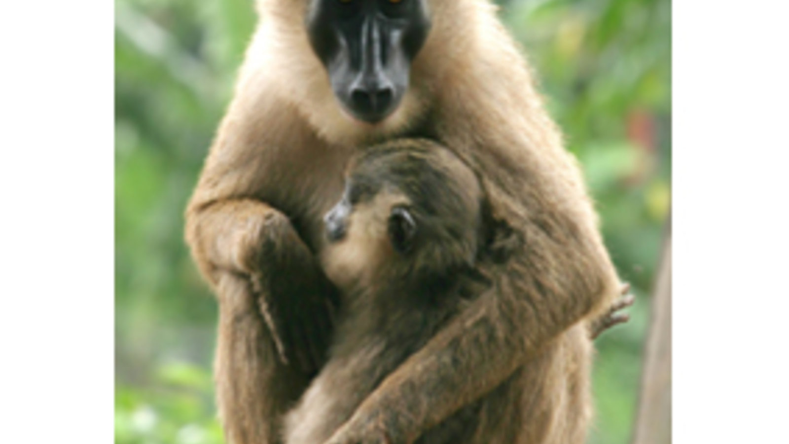 animaux-photo-libre-fr.jpg