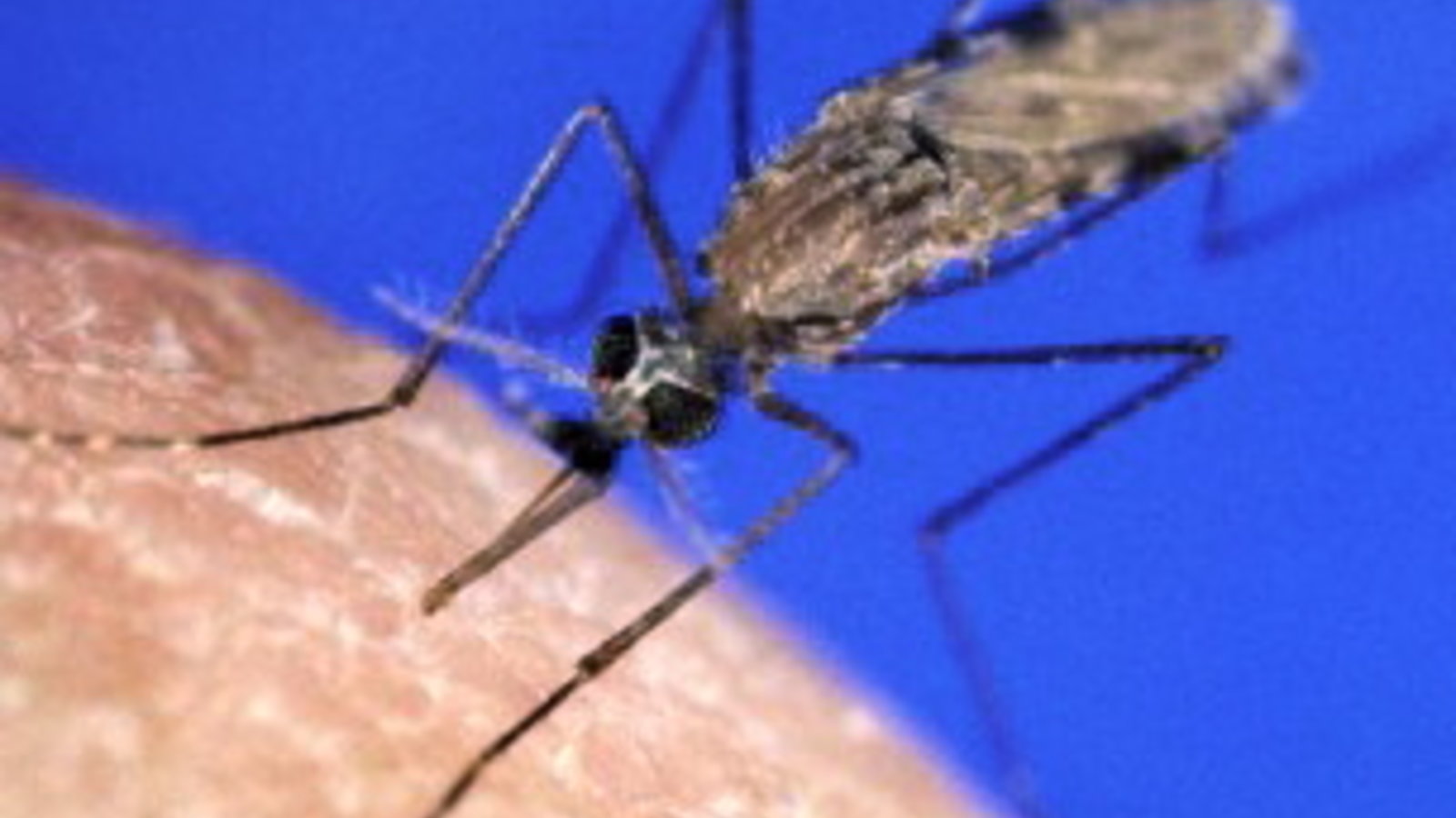 anophele-malaria.jpg