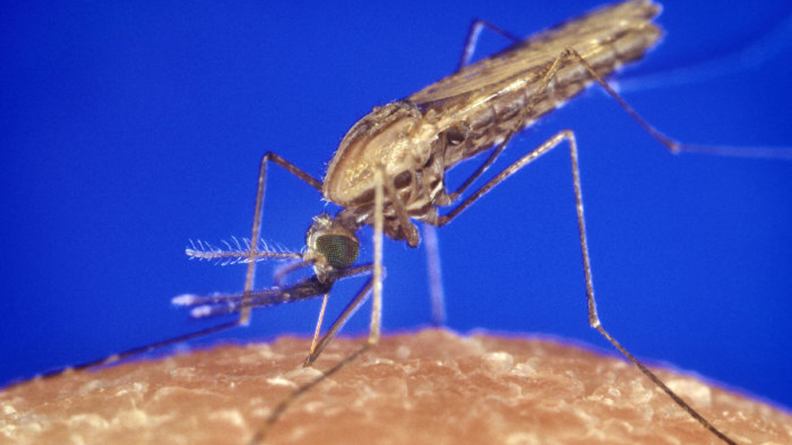 anopheles_gambiae_mosquito_feeding_1354.p_lores.jpeg