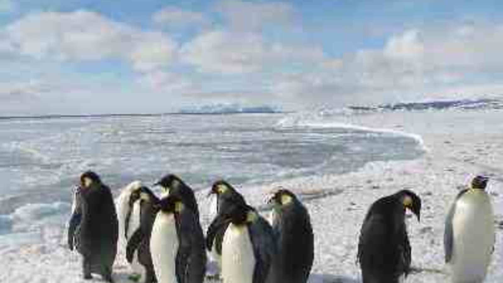 antarctique.jpg
