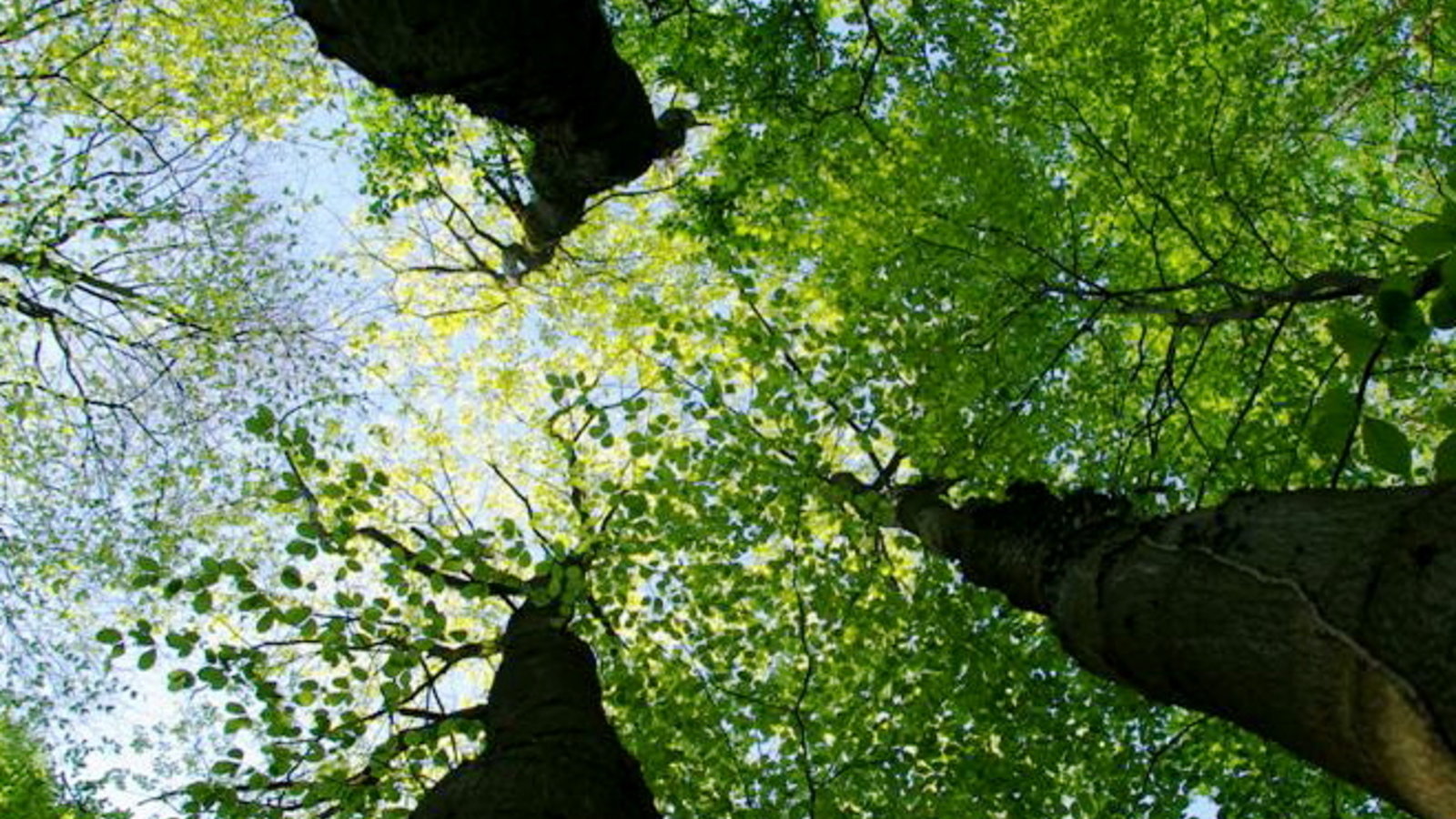 arbres-large.jpg