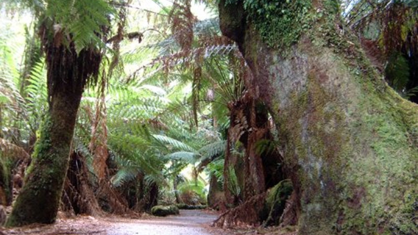 arbres03.jpg