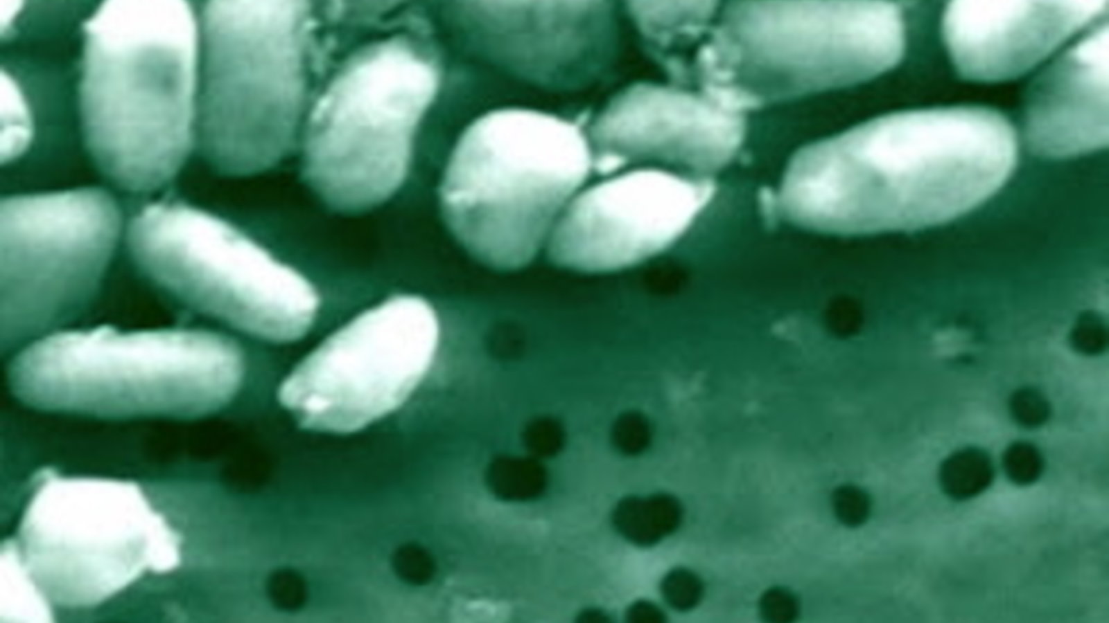 arsenic-bacteria2.jpg