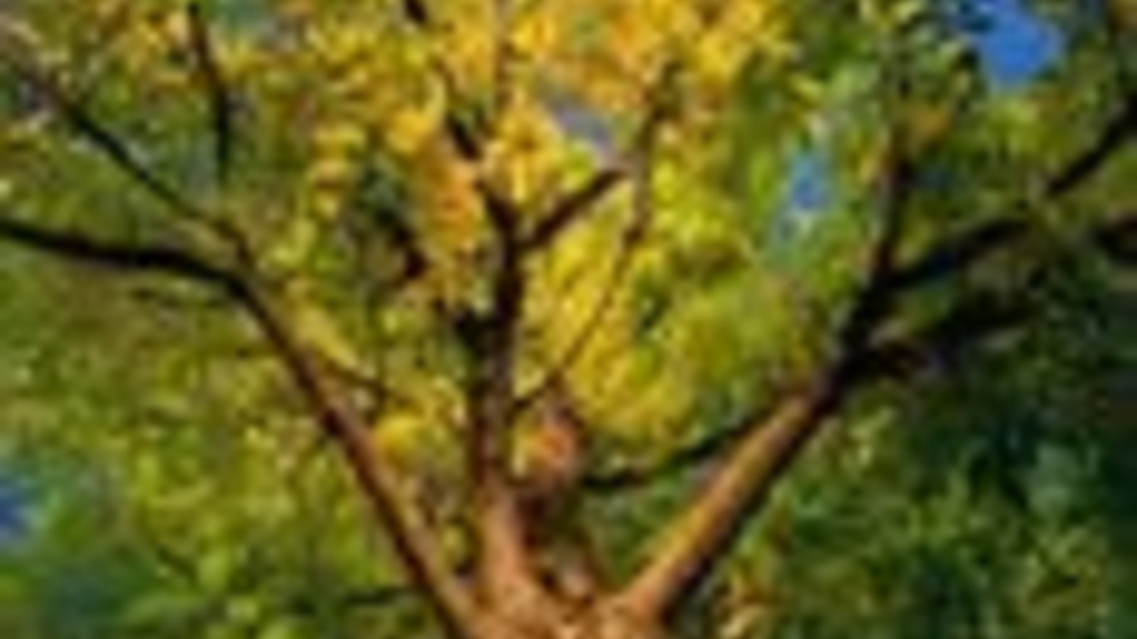 ash-tree-pictures-com.jpg