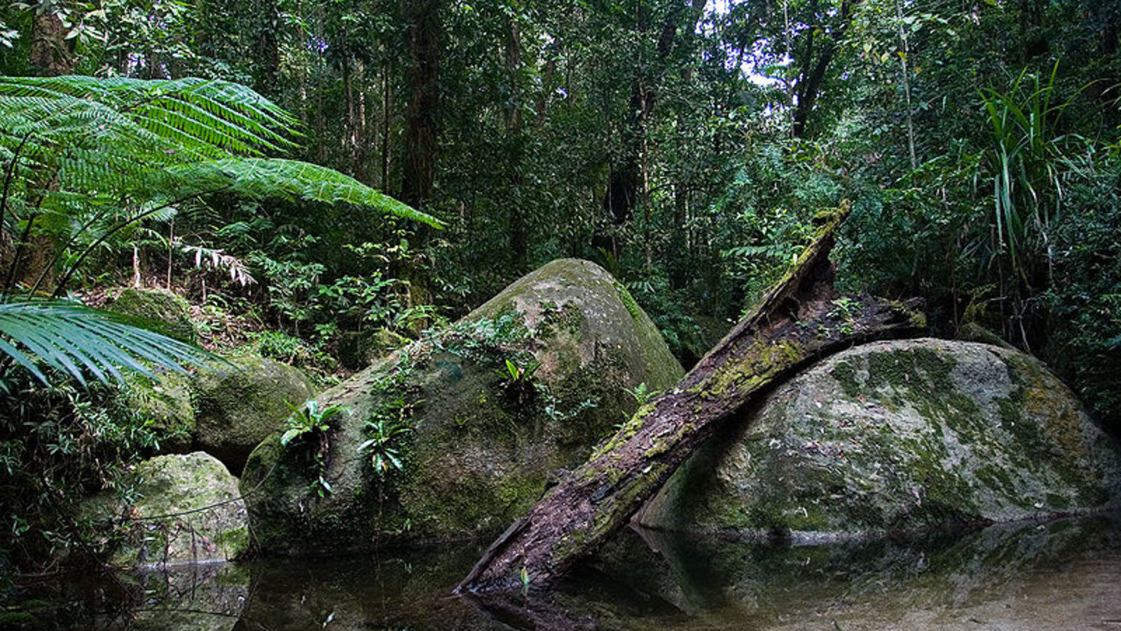 australian_rainforest_wikicom.jpg
