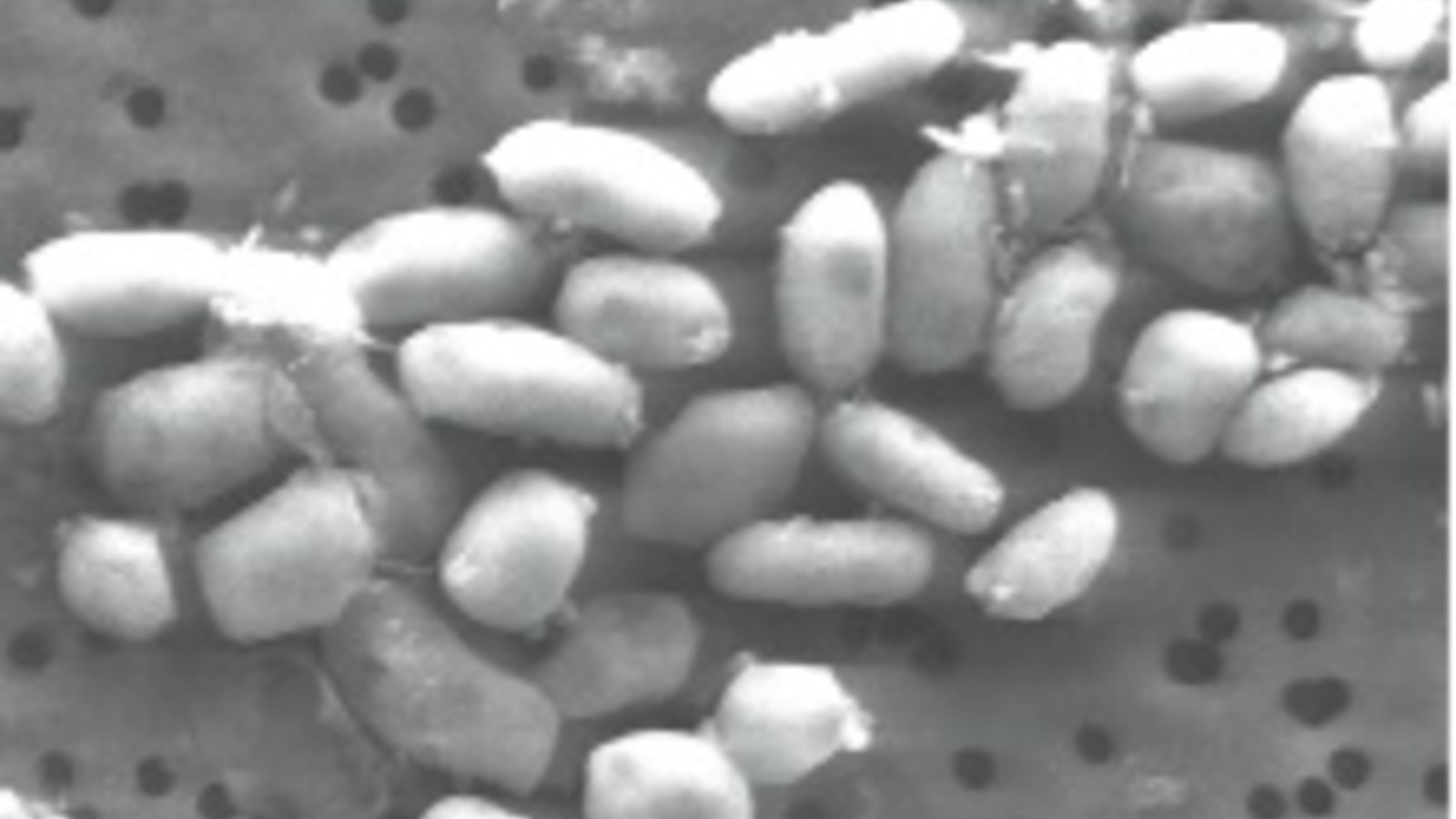 bacterie-arsenic.jpg
