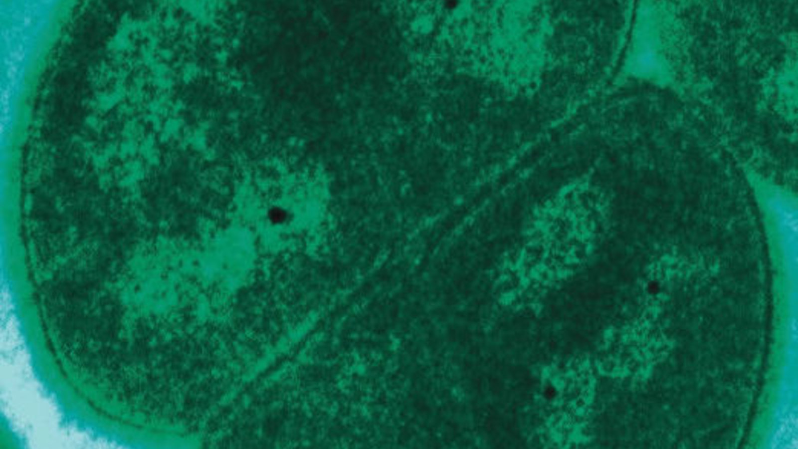 bacterie.jpg