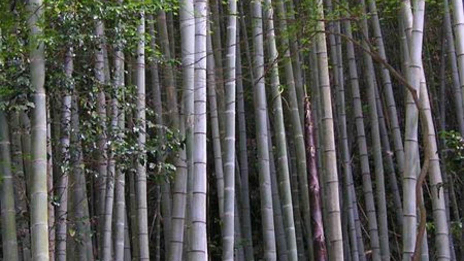 Le bambou  pour lutter contre la d forestation en Afrique  