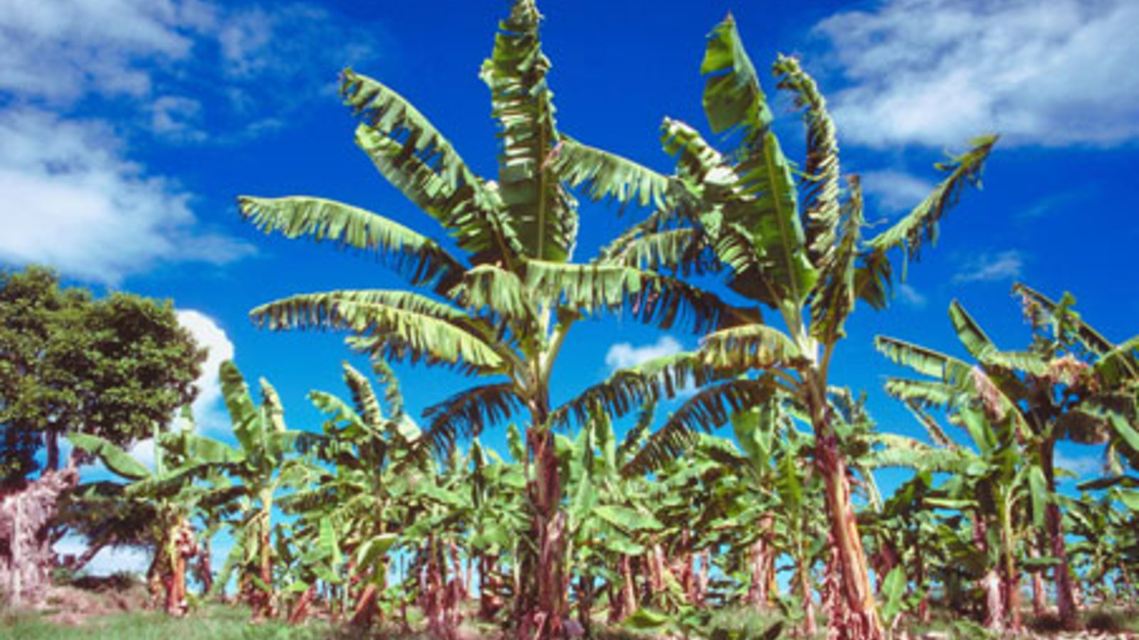 bananeraie-basseterre-guadeloupe.jpg