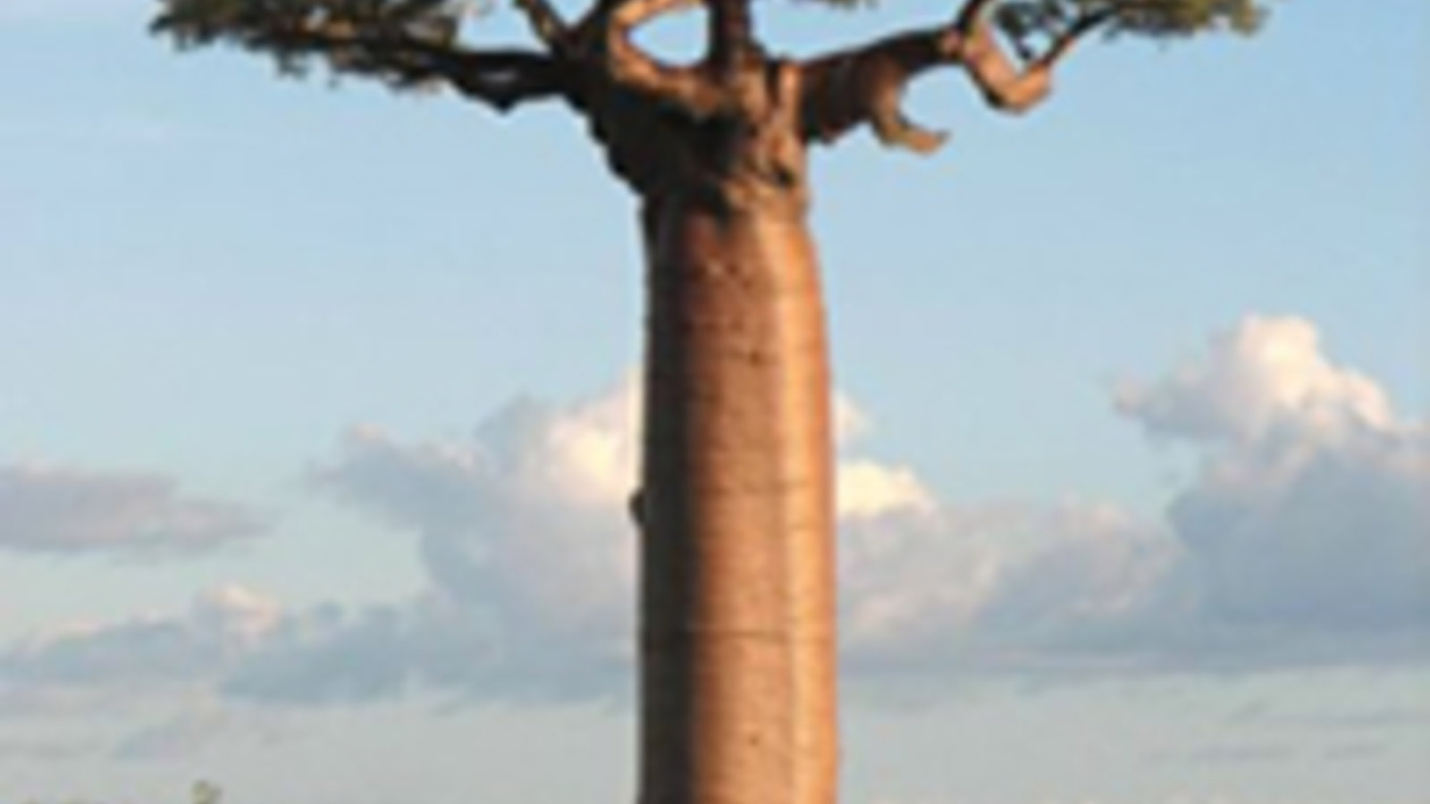 baobab-wikipedia.jpg