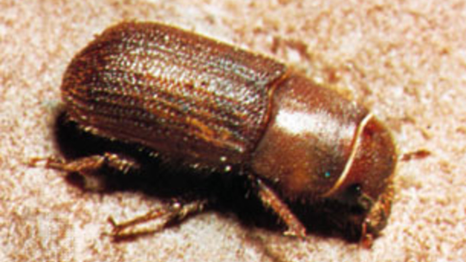 bark-beetle.jpg