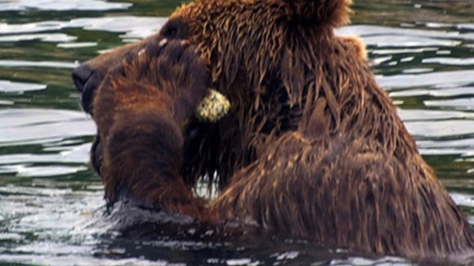 bear-itch.jpg