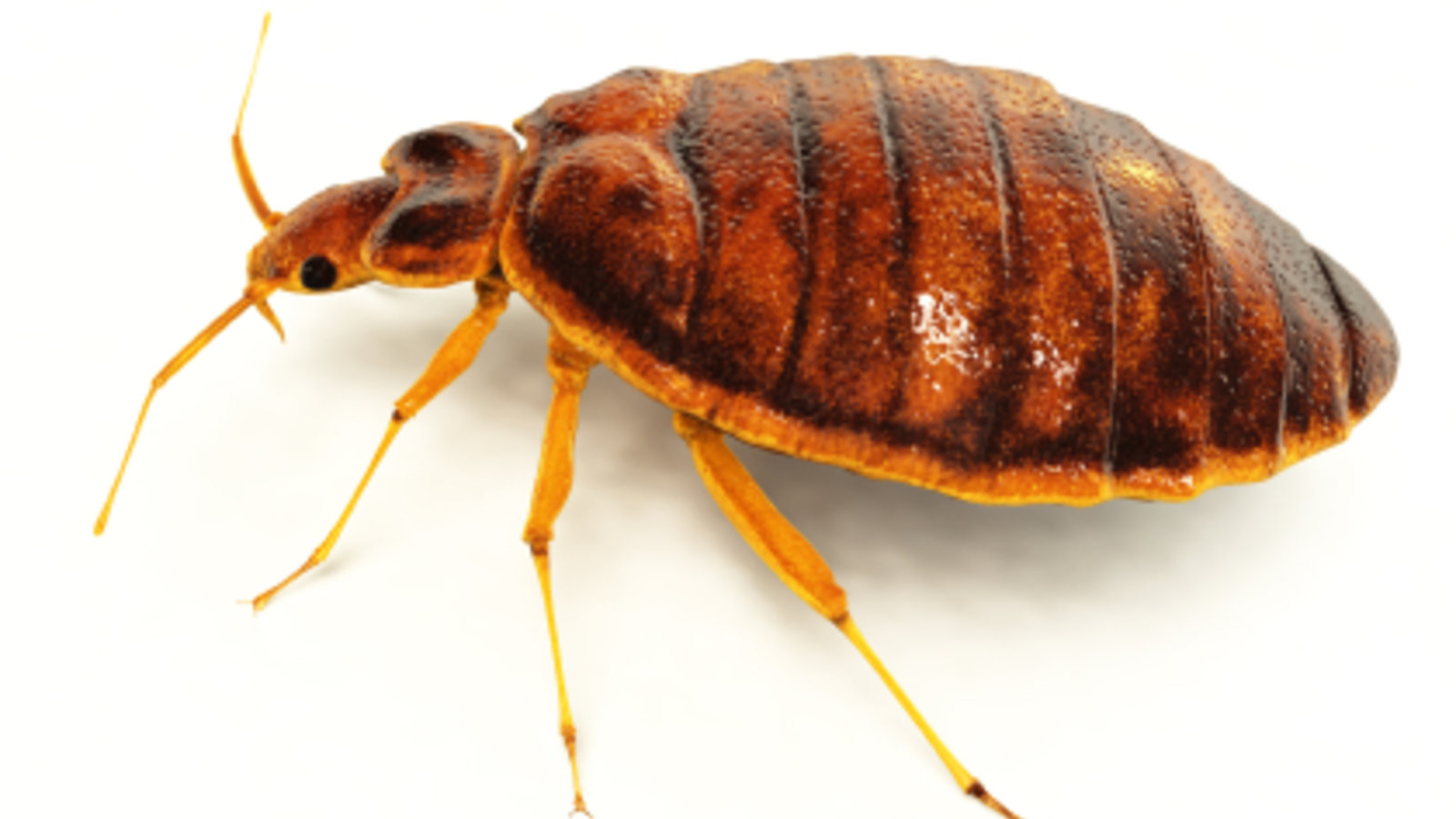 bed-bug-rendering-side.jpg