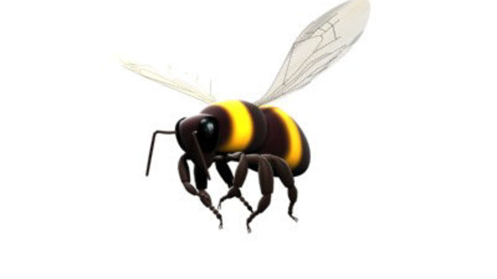 bee-one.jpg