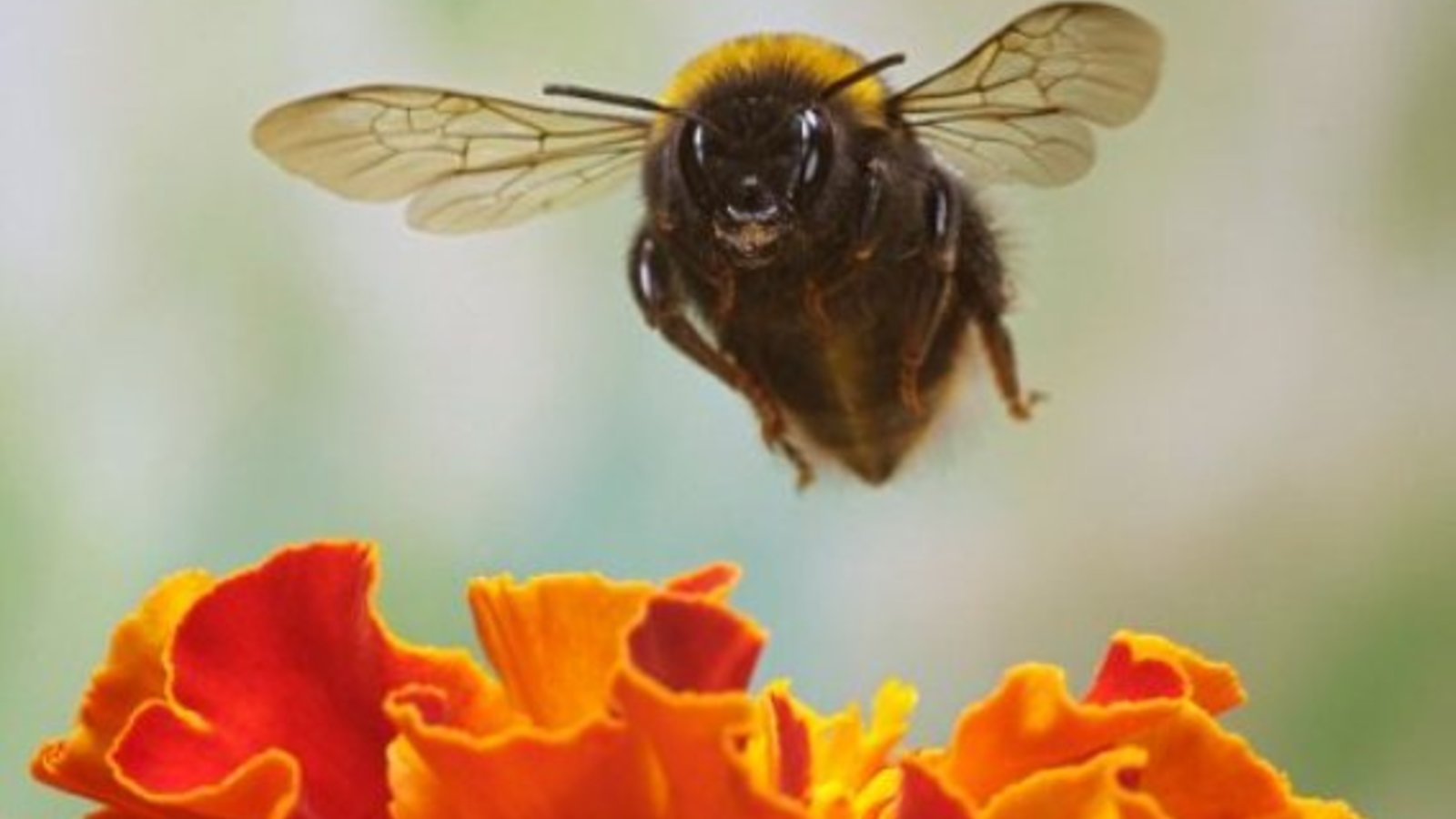 bee.jpg