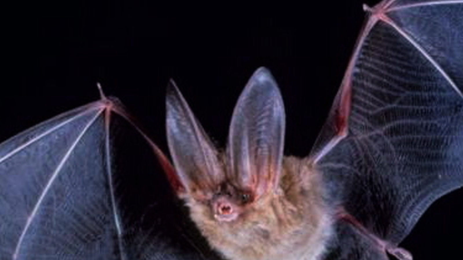 big-eared-townsend-fledermaus.jpg