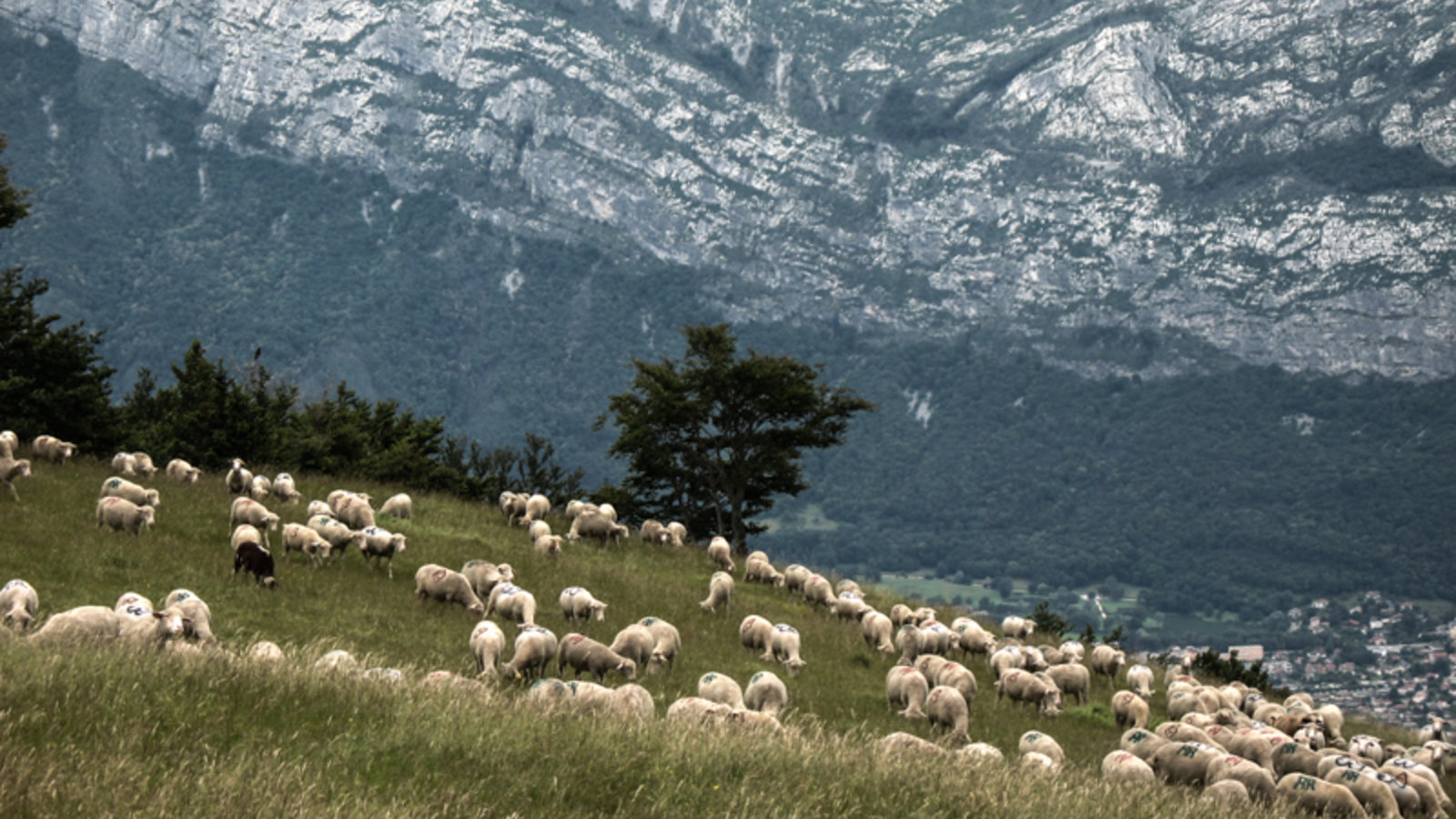 billet_1_image_1_-_troupeau_a_lalpage_de_sornin_dans_le_vercors.jpg