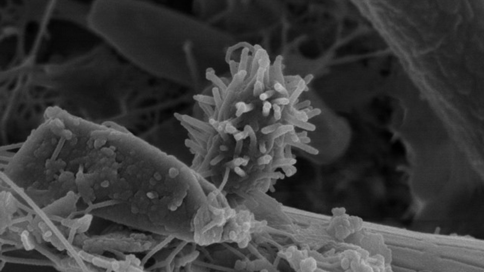 biofilm_sur_un_grain_de_sable_-_bacteries.jpg