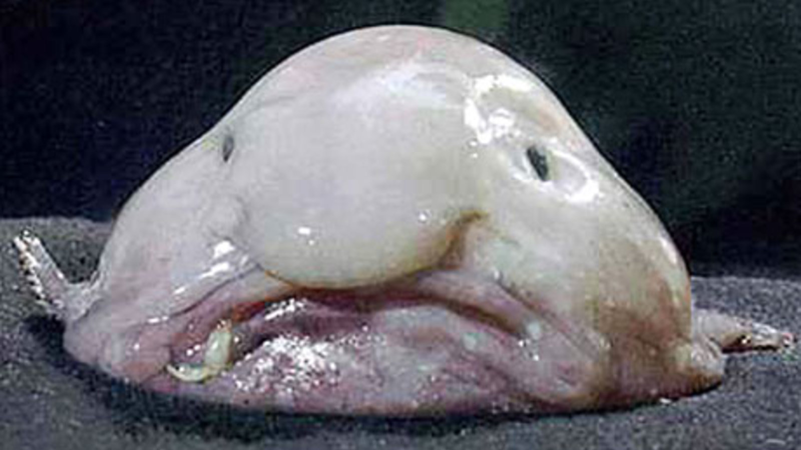 blobfish.jpg