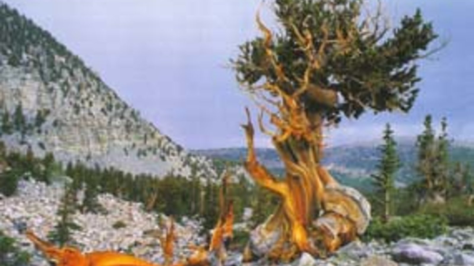 bristlecone_pine_great_basin.jpg