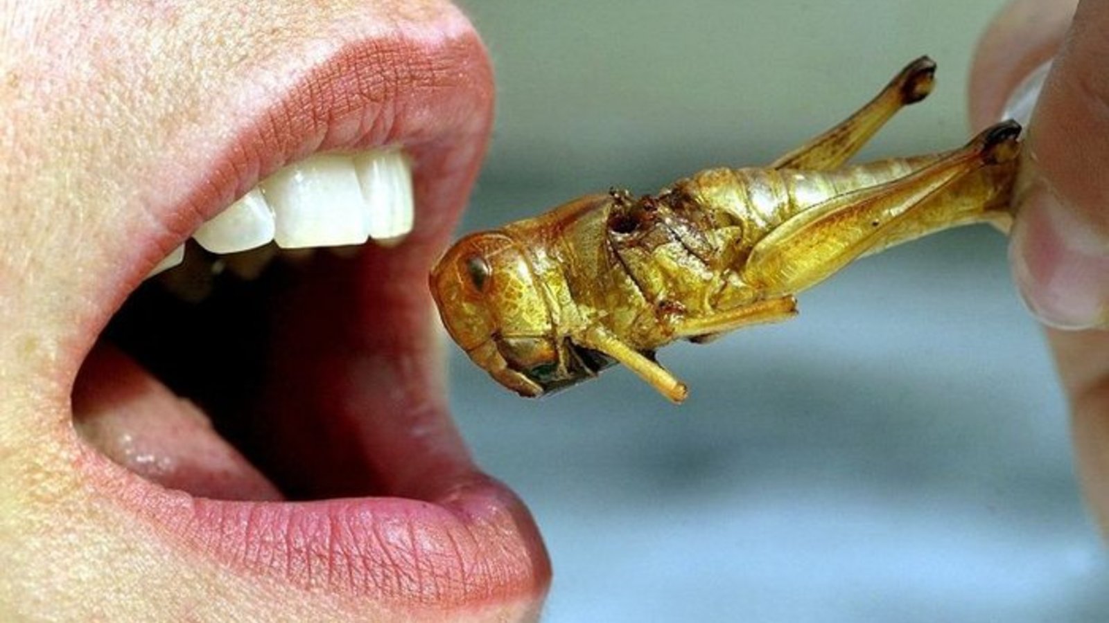 bug_food.jpg