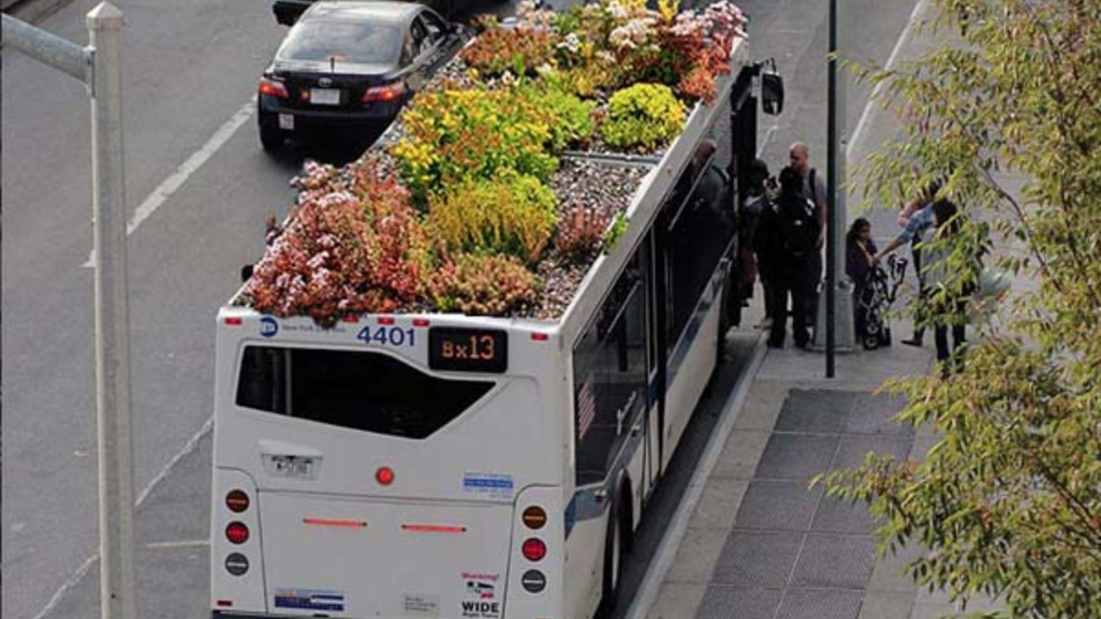 busroots.jpg