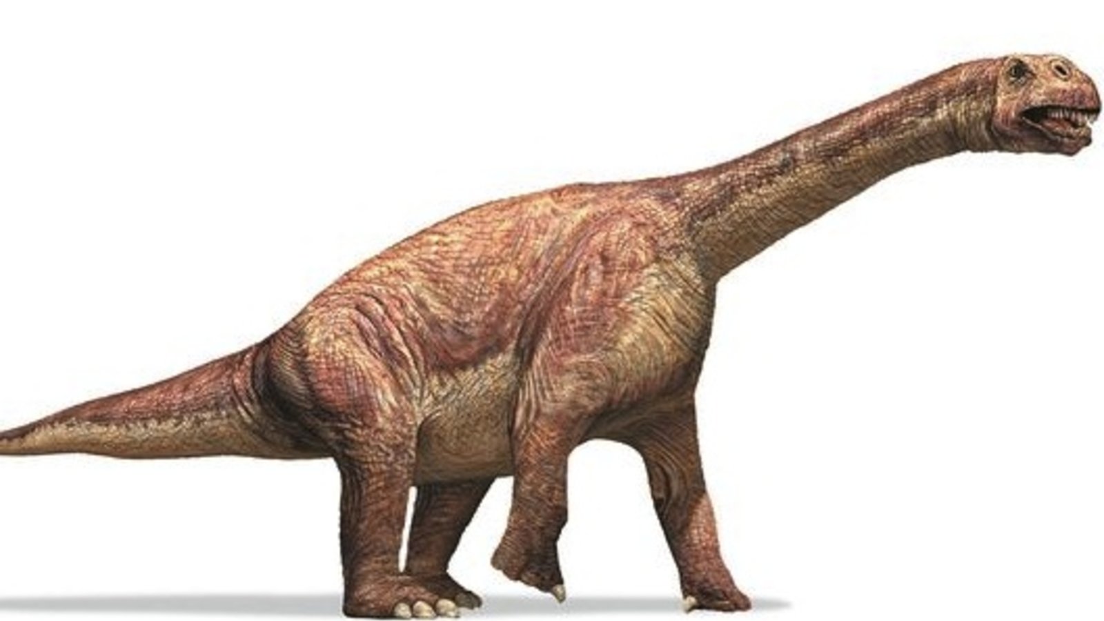 camarasaurus.jpg