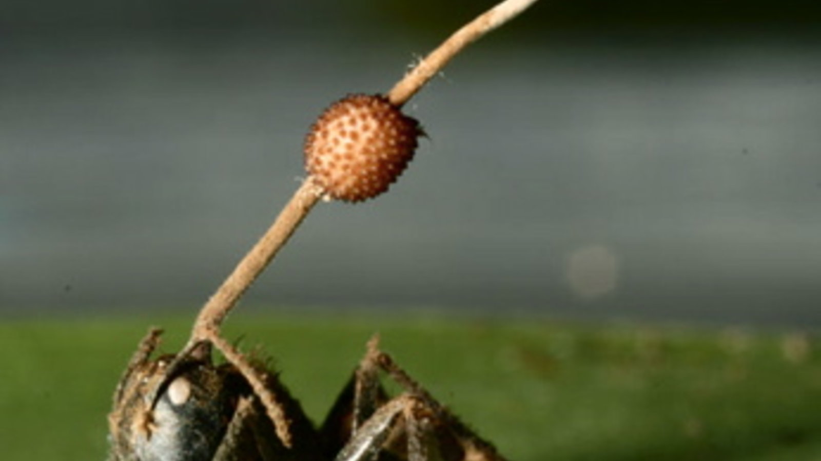 cantfungus.jpg