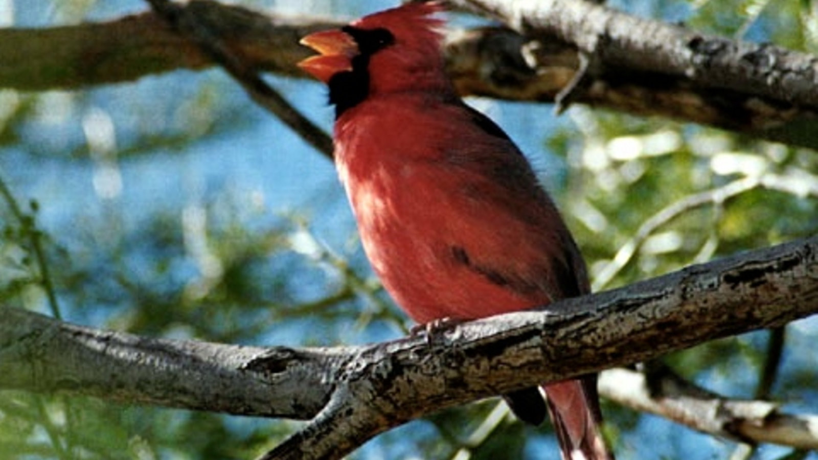 cardinal-singing.jpg