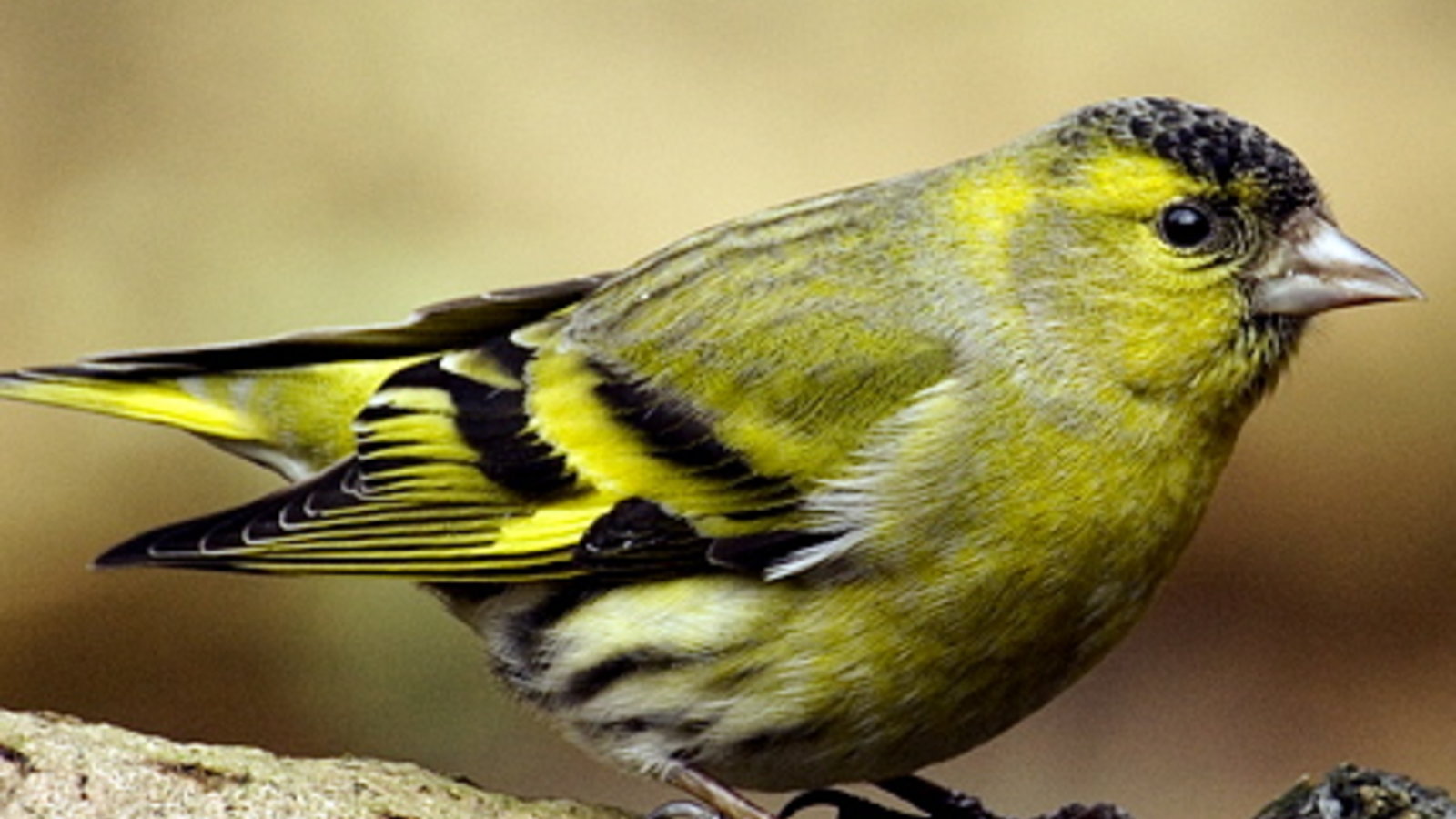 carduelis_spinus_male.jpg