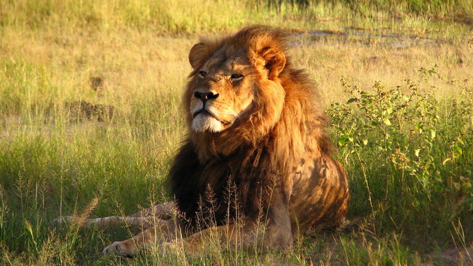 cecil_the_lion.jpg