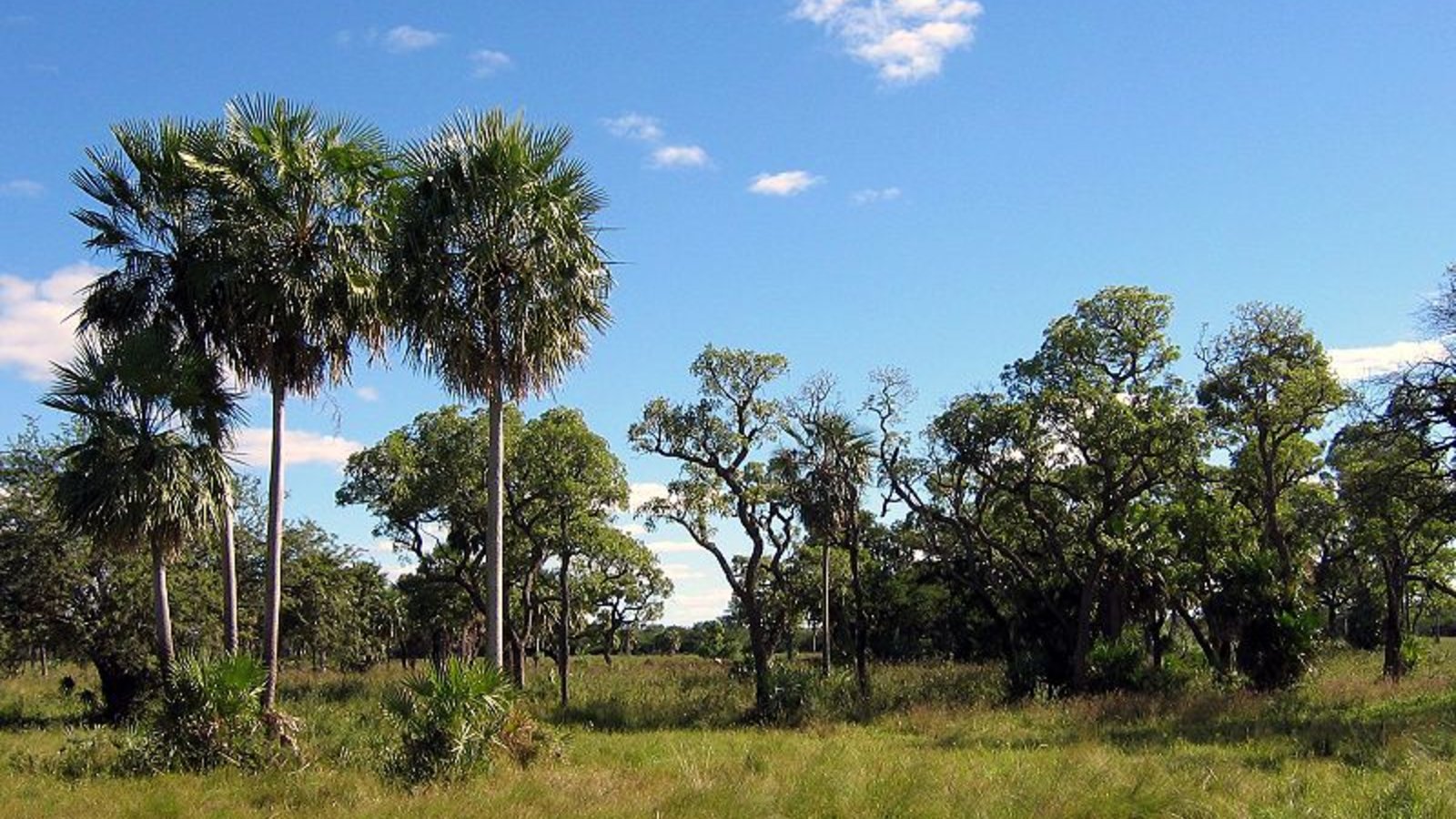 chaco_boreal_paraguay_ilosuna_wc.jpg