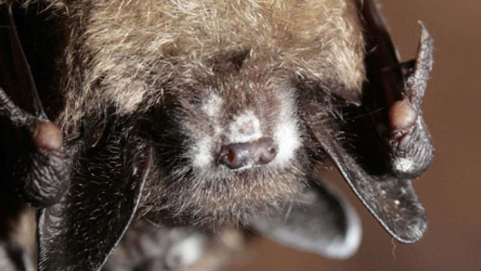 chauve-souris1.jpg