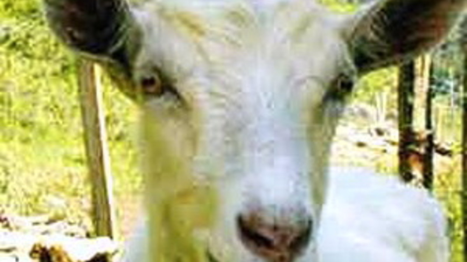 chevre.jpg