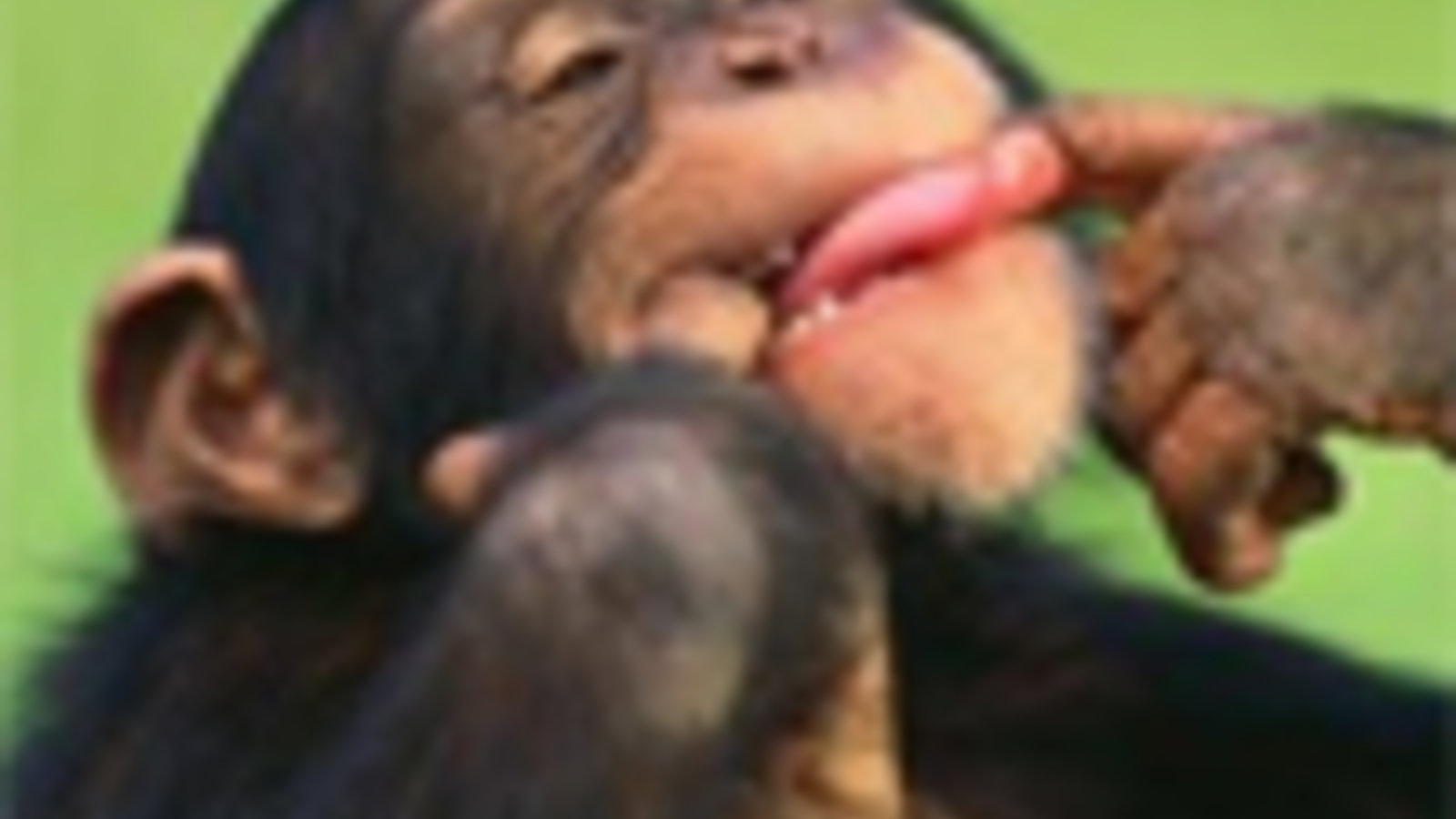 chimp-grimace.jpg