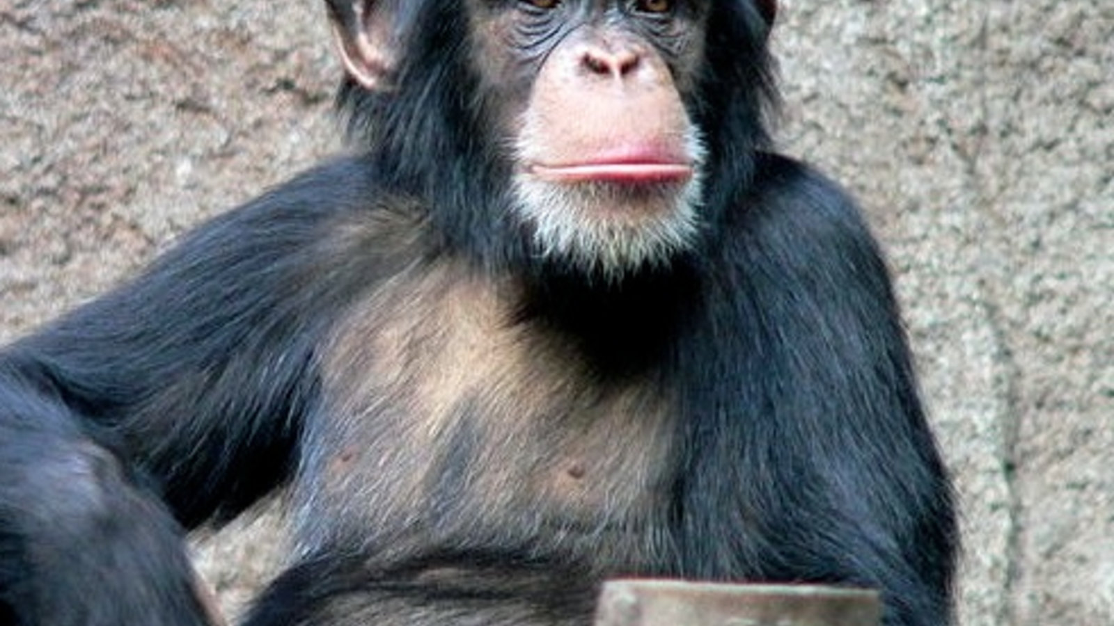 chimpanse_zoo_leipzig3.jpg