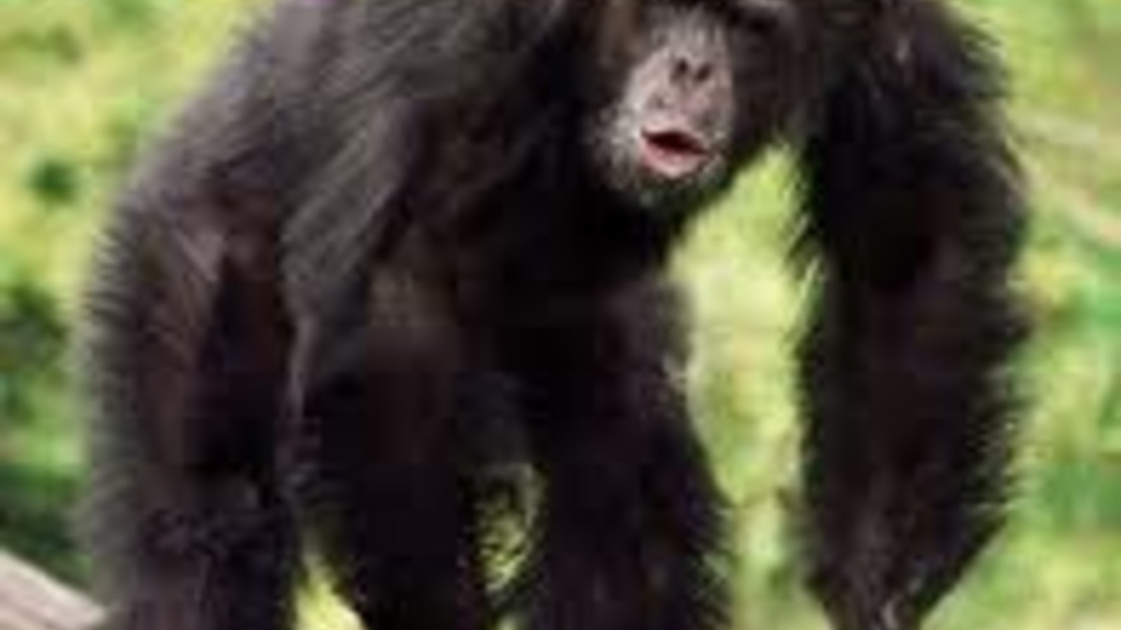 chimpanze_penis.jpg