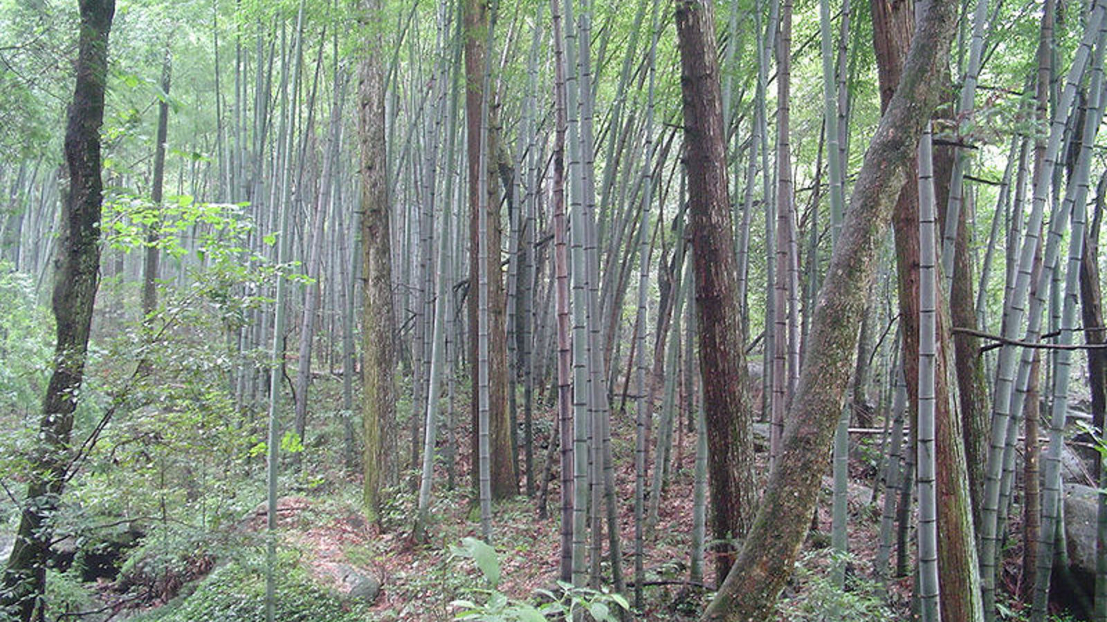 china_bambooforest_alexansley_wc.jpg