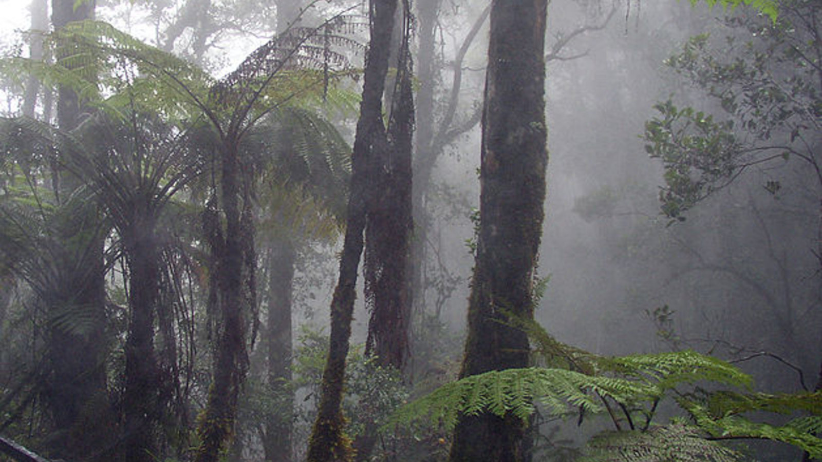 cloud_forest_borneo_wc.jpg