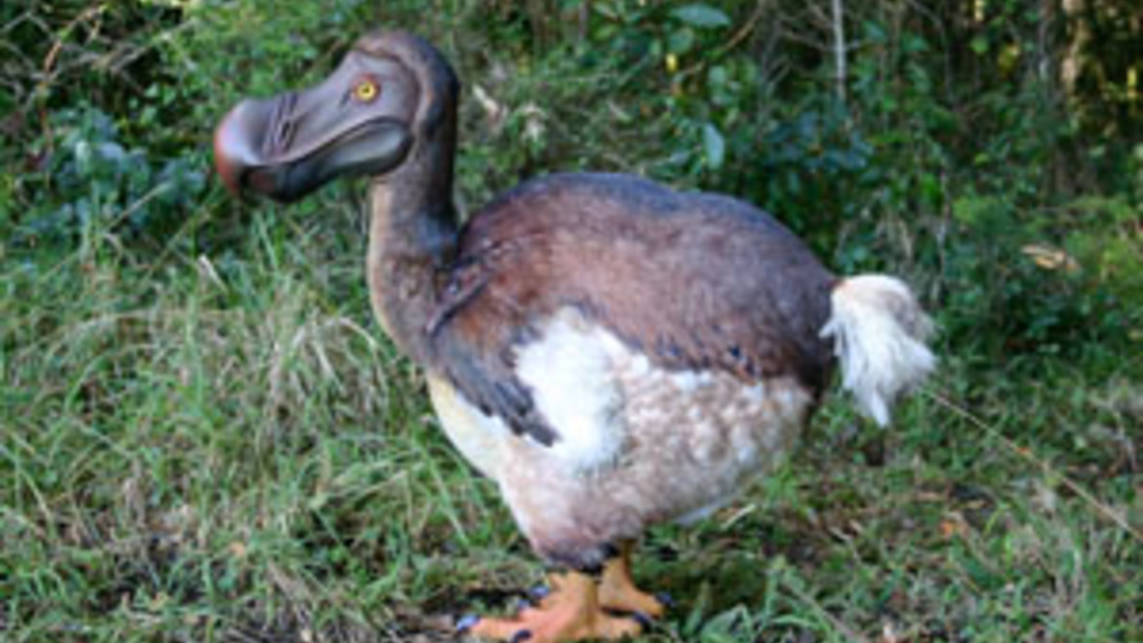complete_dodo.jpg