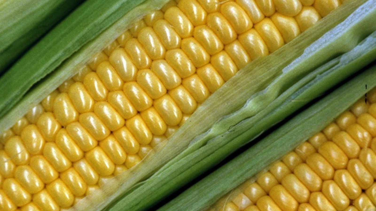 corn1.jpg
