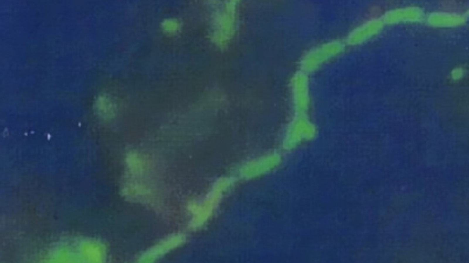 deep_sea_bacteria.jpg