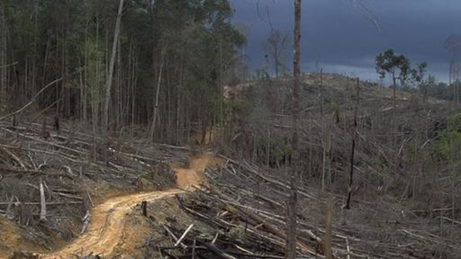 deforestation_indonesia_aidenvironment_wc.jpg